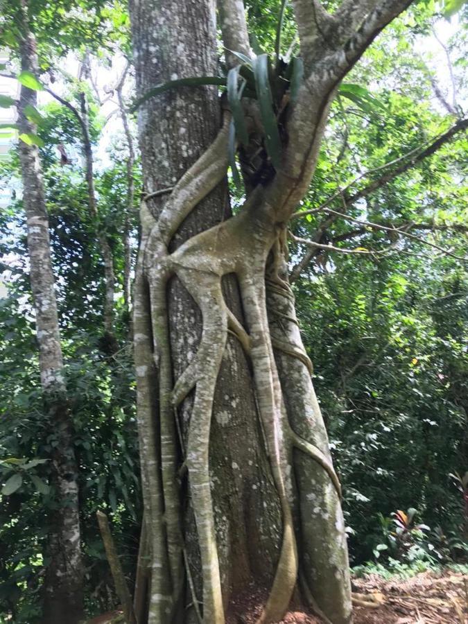 Hotel Green Mountain Turrialba Exterior foto