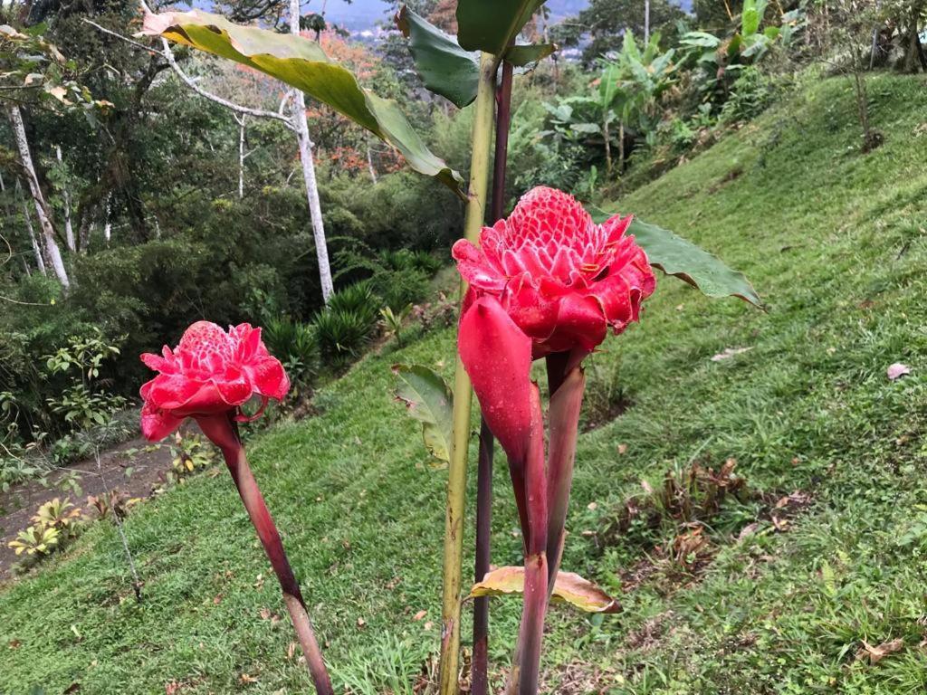 Hotel Green Mountain Turrialba Exterior foto